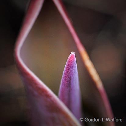 Promise Of Spring_24493-5.jpg - Tulip shoot photographed at Smiths Falls, Ontario, Canada.